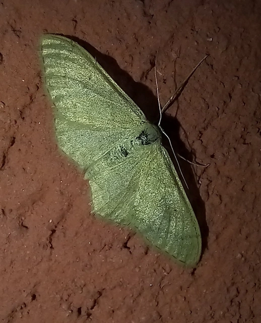 Idaea straminata - szalmasárga sávosaraszoló