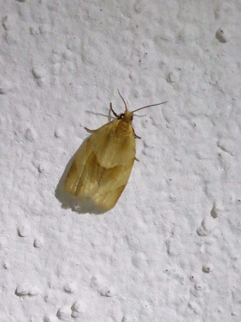 Clepsis rurinana - fakó sodrómoly