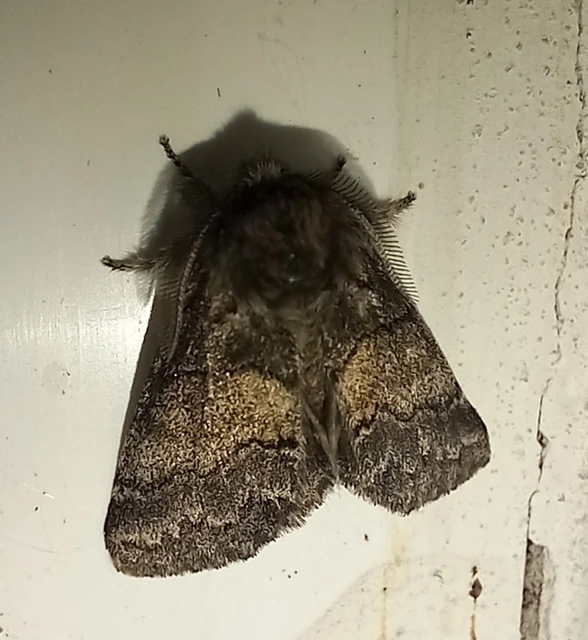 Gluphisia crenata - kormos púposszövő