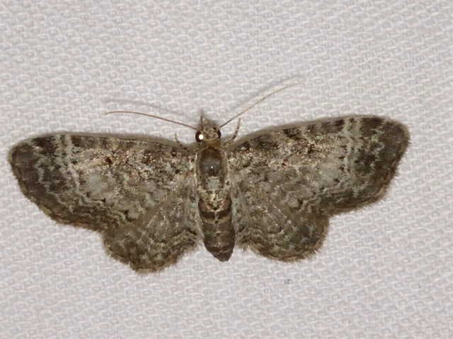 Pasiphila chloerata - hamvas törpearaszoló