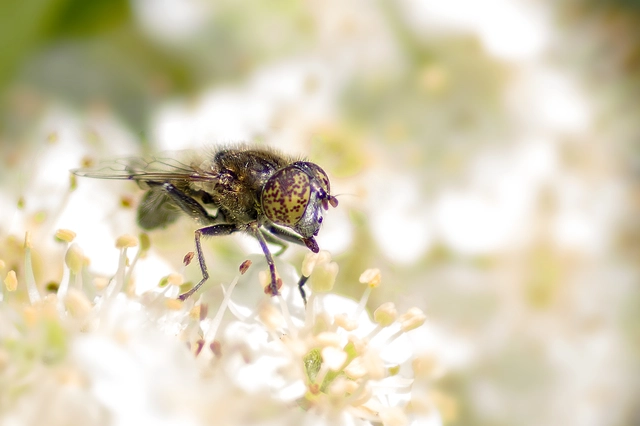 Eristalinus