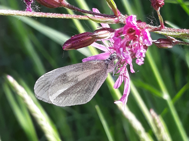 Leptidea sinapis - mustárlepke