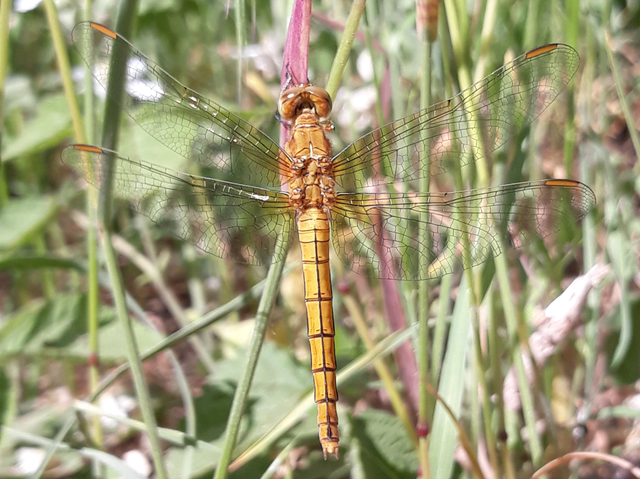 Orthetrum coerulescens - karcsú pásztorszitakötő