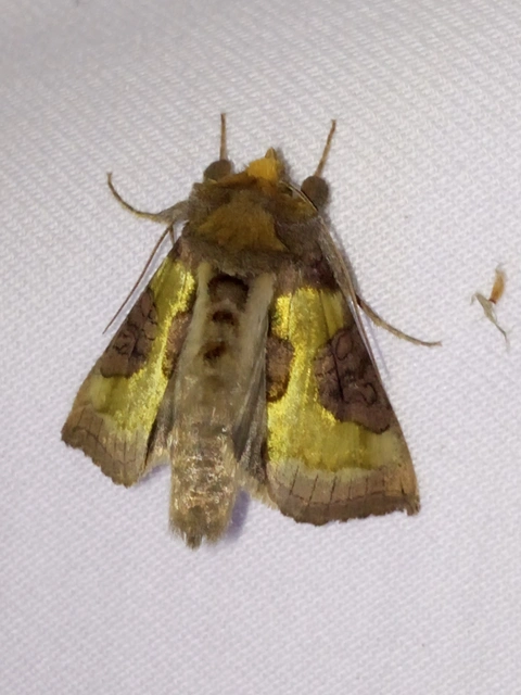Diachrysia chrysitis - aranybagoly