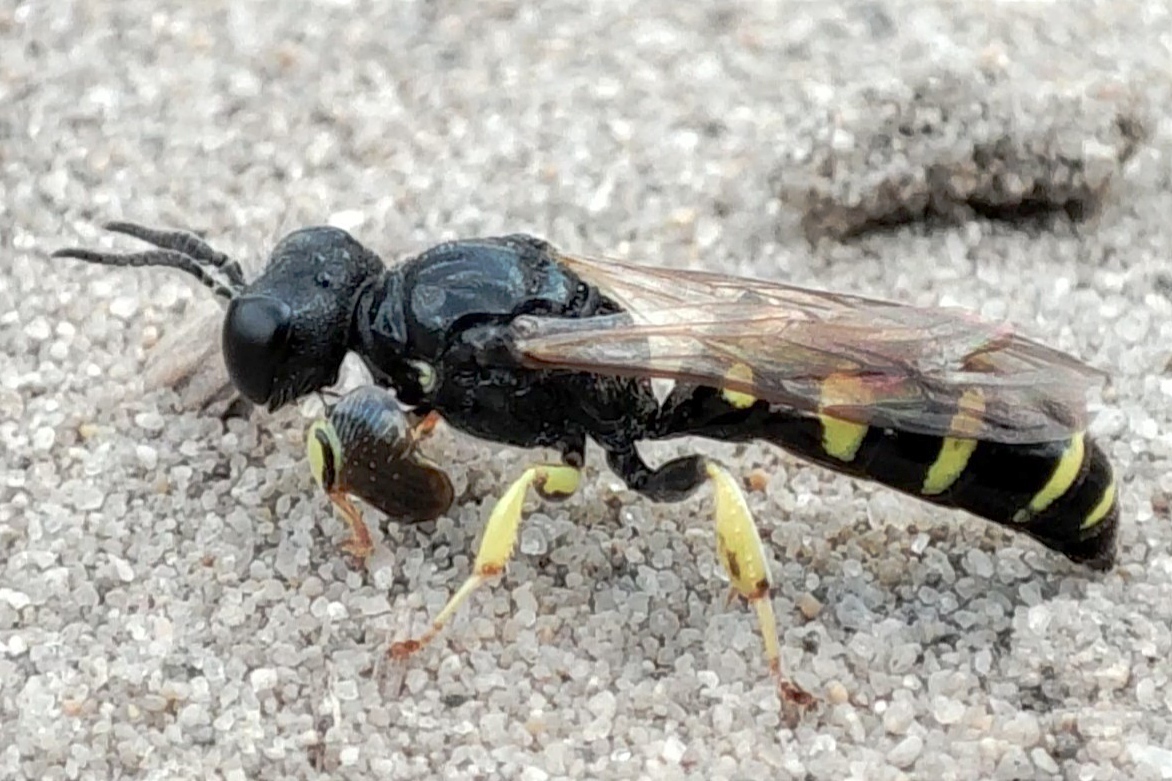 Crabro peltarius