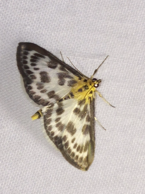 Anania hortulata - tarka csalánmoly