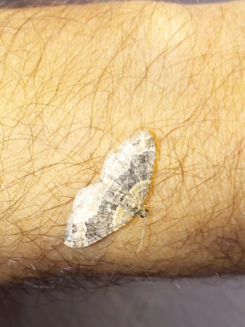 Xanthorhoe ferrugata - kerti tarkaaraszoló