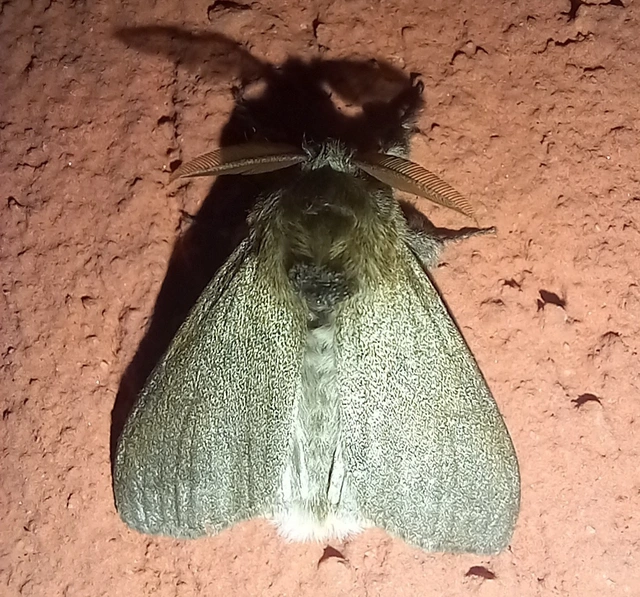Calliteara pudibunda - hamvasszövő