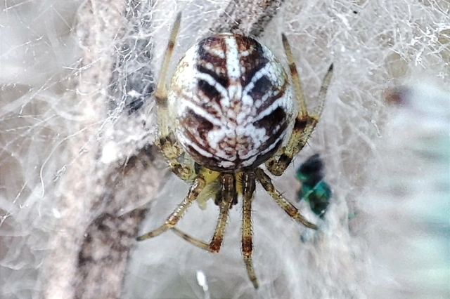 Phylloneta