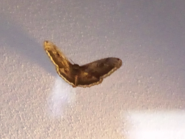 Saturnia pyri - nagy pávaszem