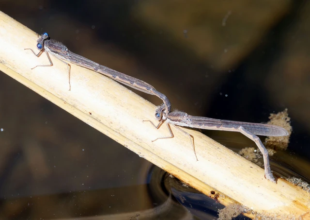 Sympecma fusca - téli rablószitakötő
