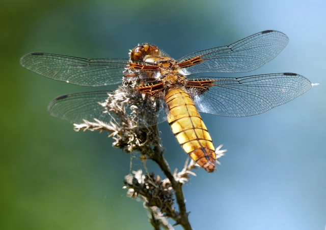 Libellula depressa - széles laposacsa