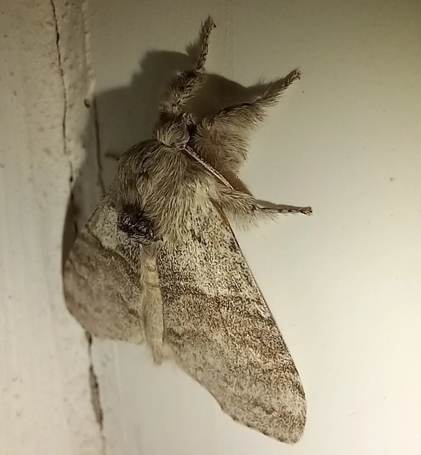 Calliteara pudibunda - hamvasszövő