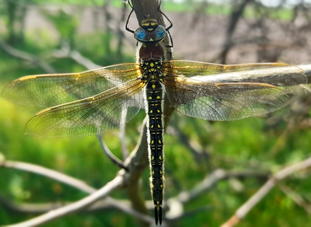 Brachytron pratense - szőrös karcsúacsa