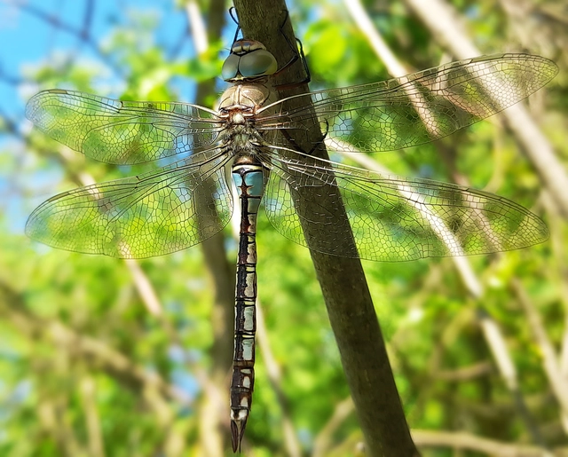 Anax parthenope - barna óriásacsa