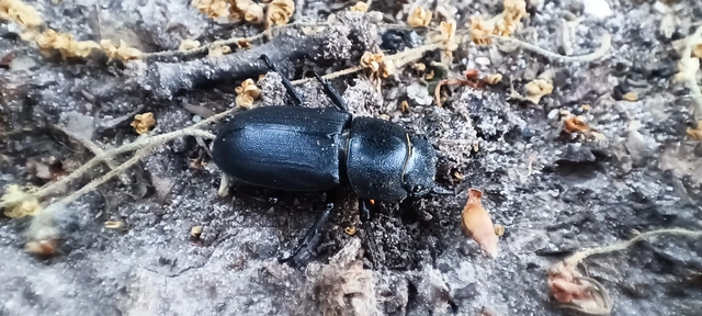 Dorcus parallelipipedus - kis szarvasbogár