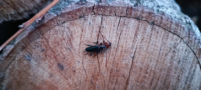 Phymatodes testaceus - változékony korongcincér Phymatodes testaceus - változékony korongcincér