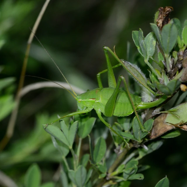 Isophya costata - magyar tarsza