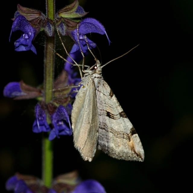 Aplocera plagiata - szürke csíkosaraszoló
