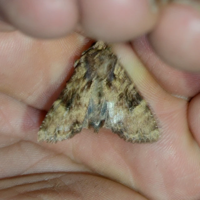 Apamea epomidion - vörösbarna dudvabagoly