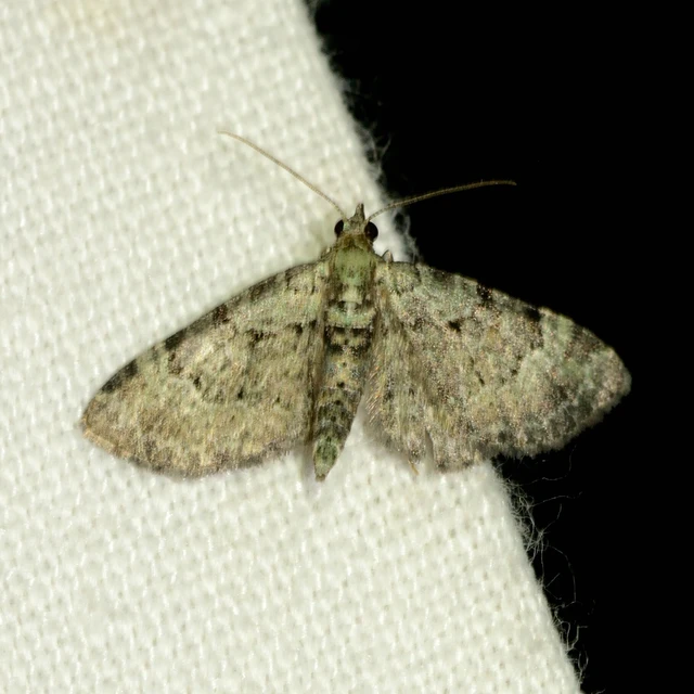 Pasiphila rectangulata - almavirág-araszoló