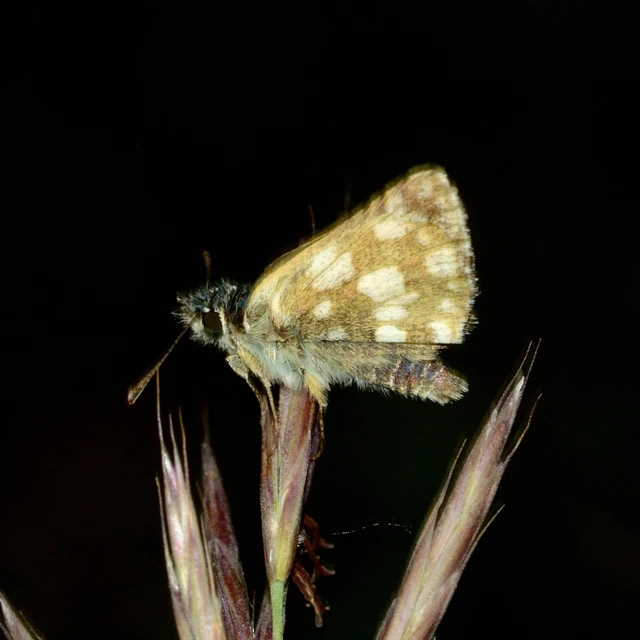 Spialia orbifer - törpe busalepke