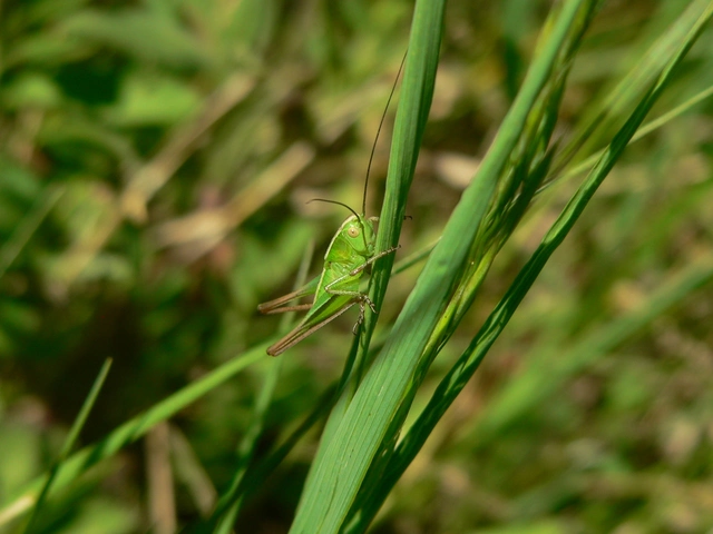 Bicolorana bicolor - halványzöld rétiszöcske