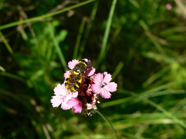 Stratiomys