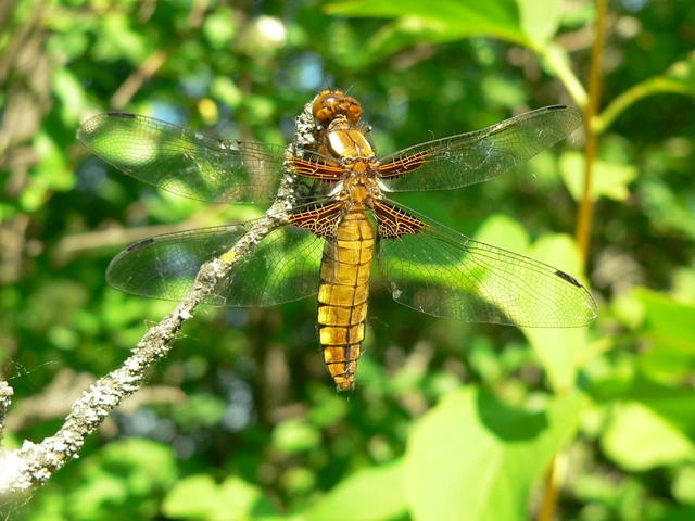 Libellula depressa - széles laposacsa