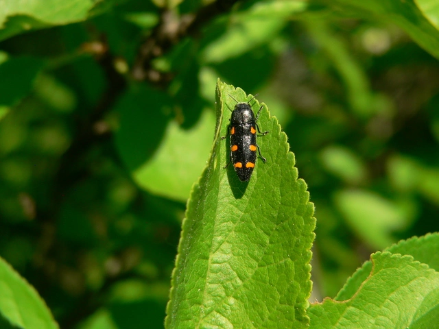 Ptosima undecimmaculata - sárgafoltos díszbogár