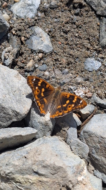 Apatura ilia - kis színjátszólepke