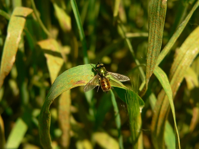 Chloromyia formosa - közönséges fémeslégy