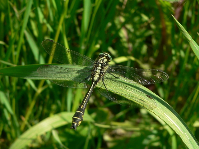 Gomphus vulgatissimus - feketelábú folyami-szitakötő