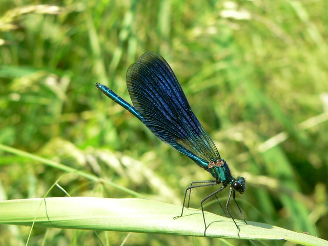 Calopteryx splendens - sávos szitakötő