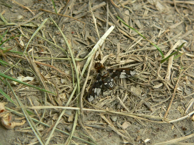 Exoprosopa capucina