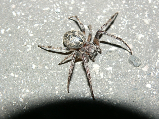 Larinioides ixobolus - ereszalji keresztespók