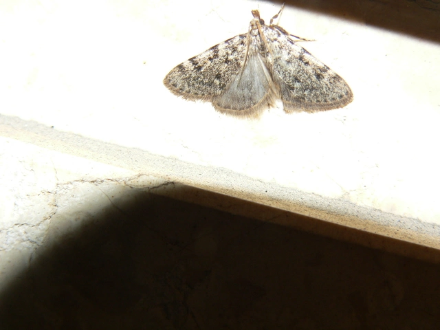 Aglossa pinguinalis - zsiradékmoly