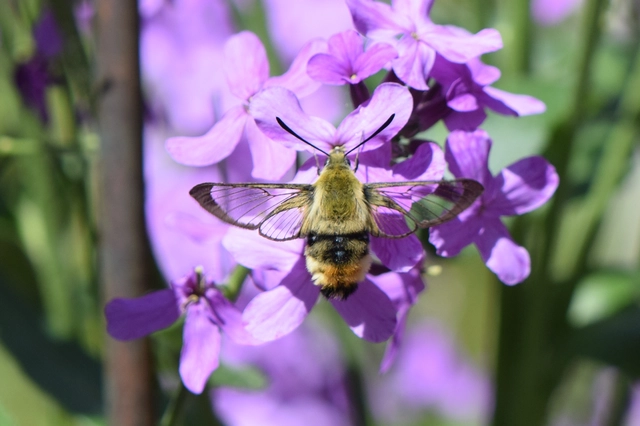 Hemaris tityus - pöszörszender Hemaris tityus - pöszörszender