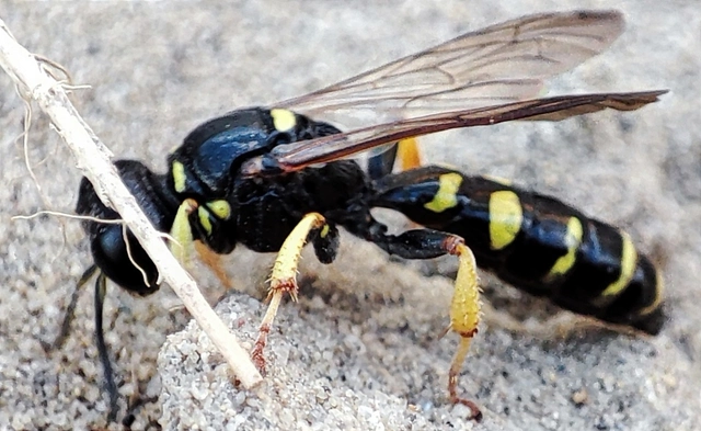 Crabro peltarius
