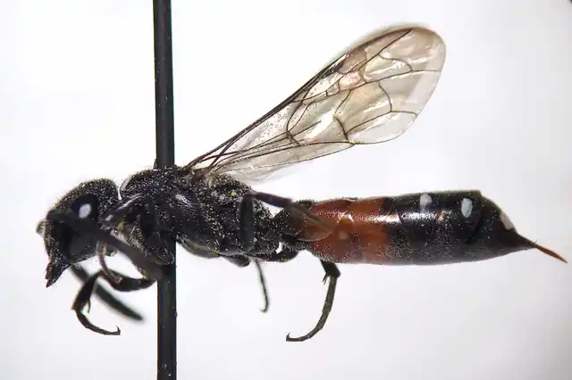 Sapyga quinquepunctata