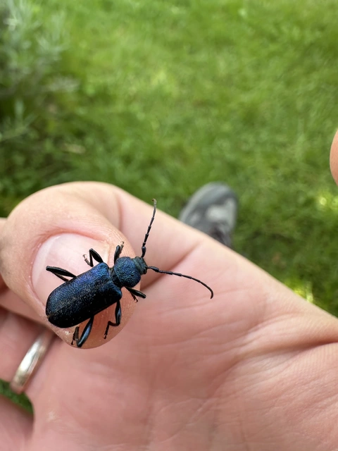 Callidium violaceum - kék korongcincér