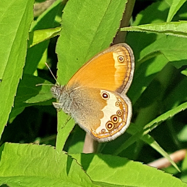 Coenonympha arcania - fehéröves szénalepke