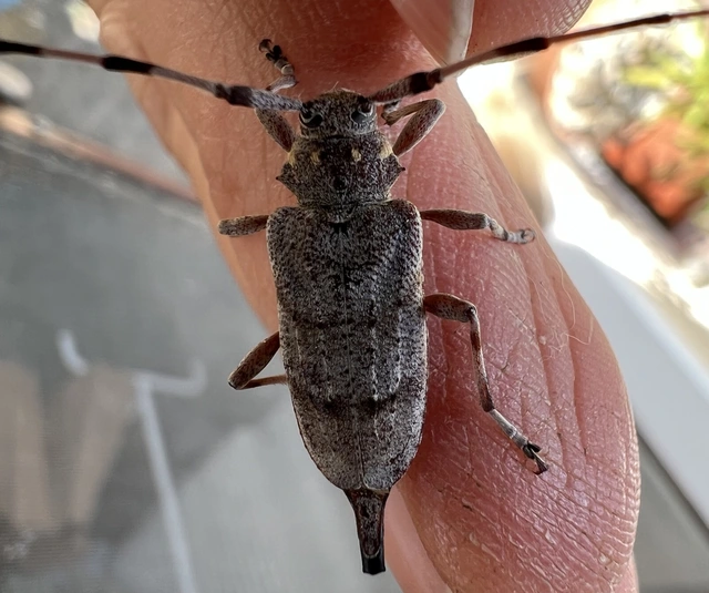 Acanthocinus aedilis - nagy daliáscincér