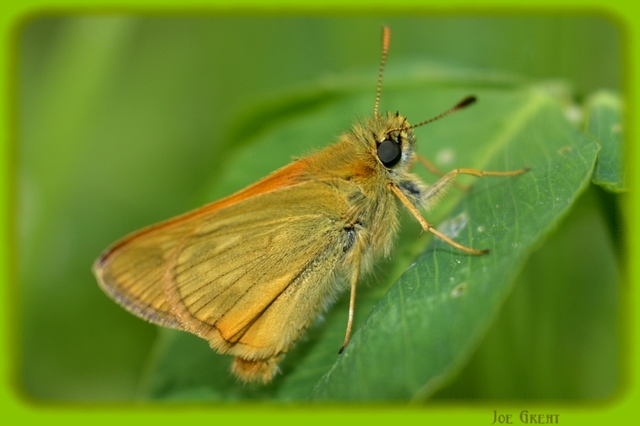 Ochlodes sylvanus - erdei busalepke