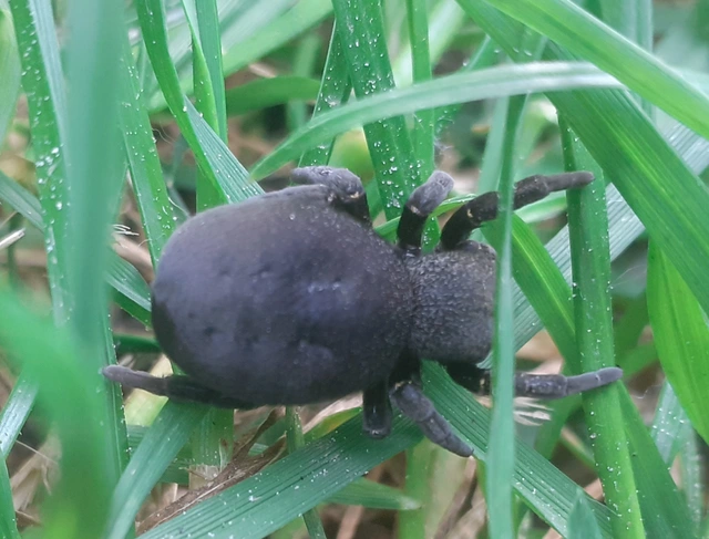 Eresus Eresus