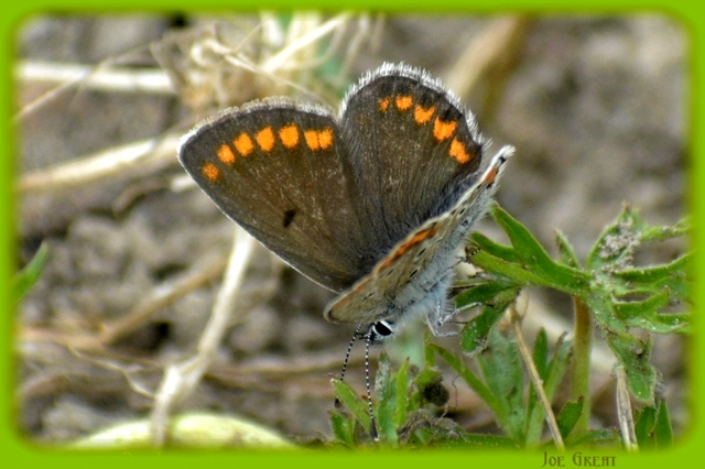 Aricia agestis - szerecsenboglárka