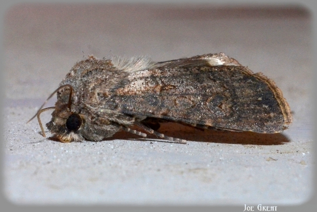 Agrotis segetum - vetési földibagoly