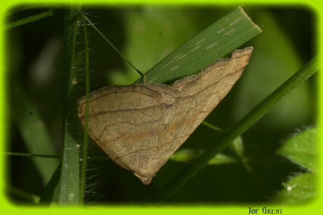 Herminia tarsicrinalis - szőröslábú karcsúbagoly