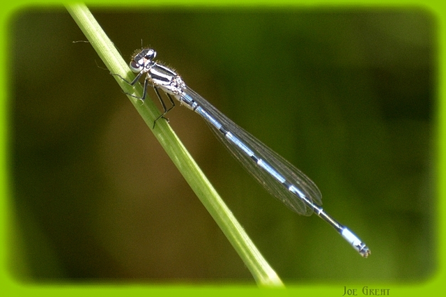 Coenagrion puella - azúrkék légivadász