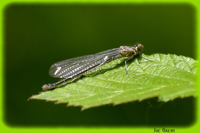 Coenagrion puella - azúrkék légivadász
